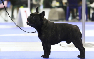Bulldog francés