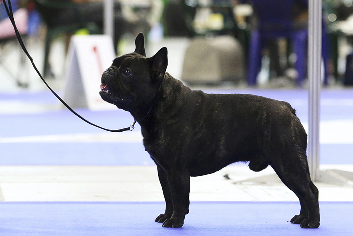 Bulldog francés