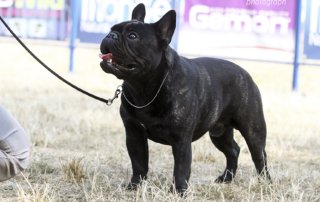 Bulldog francés
