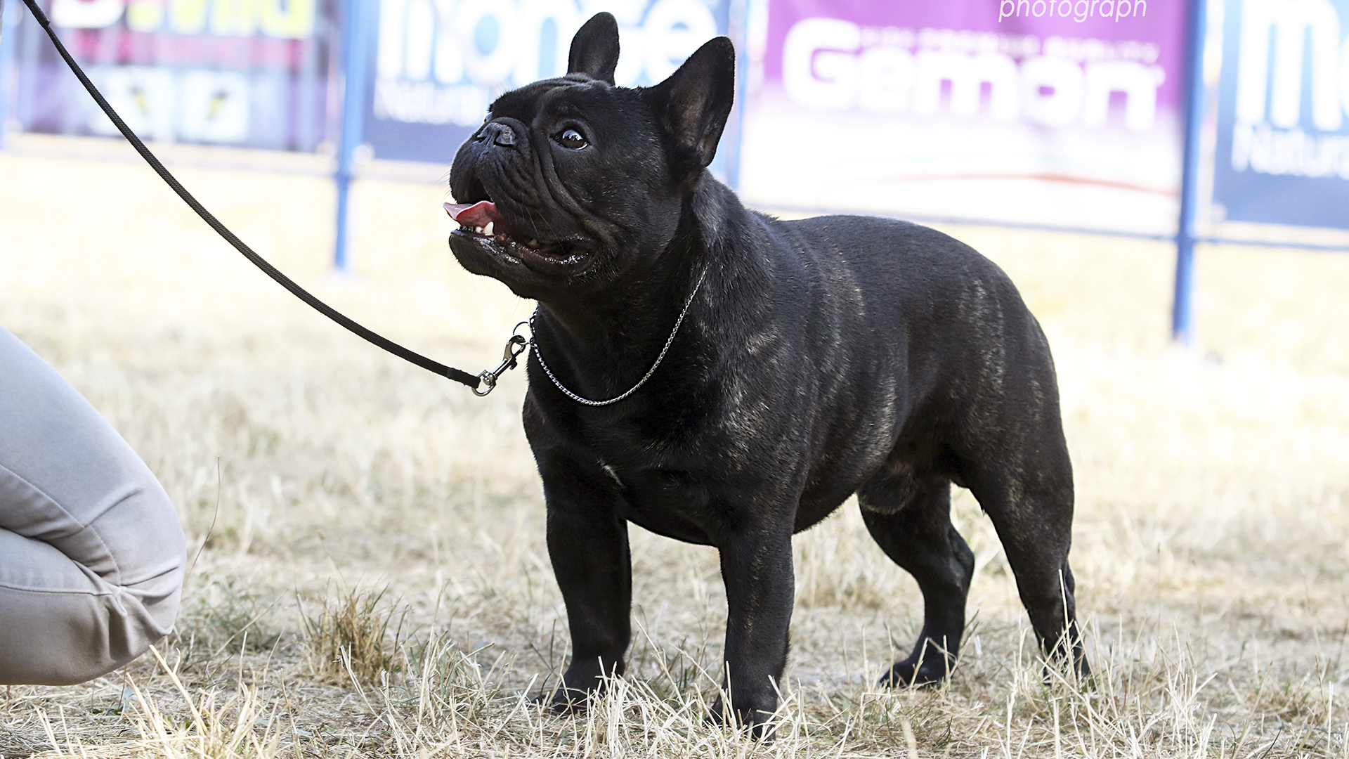 Bulldog francés