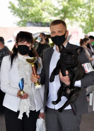 французский бульдог