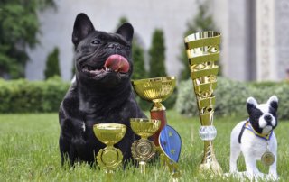 французский бульдог