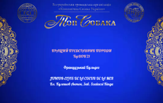 французский бульдог чемпион