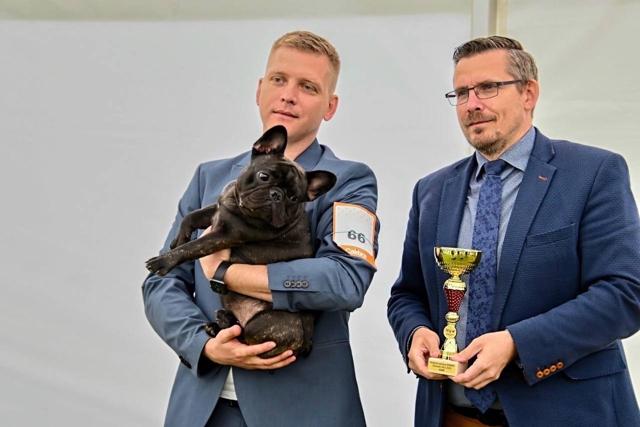 Bulldog francés