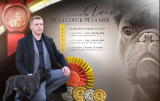Bulldog francés