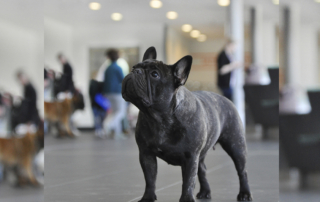 Bulldog francés
