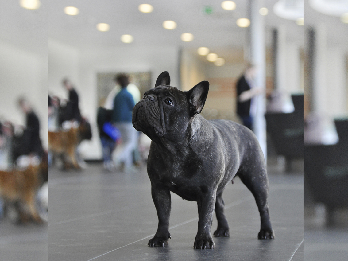 Bulldog francés