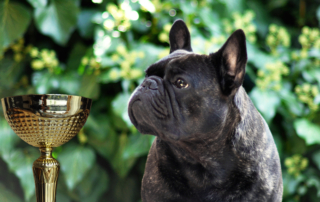 Bulldog francés