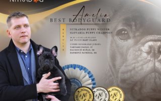Bulldog francés